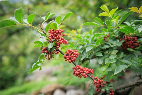 Sichuan Peppercorn Roste Stromě — Stock fotografie