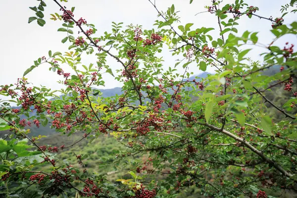 四川胡椒生长在树上 — 图库照片