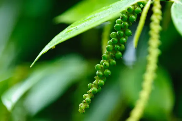 Black Pepper Fruits Grow Tree Garden — Stock Photo, Image