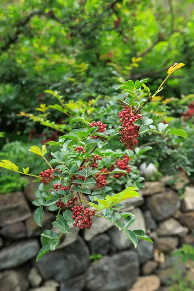 Sichuan Pepper Crece Árbol — Foto de Stock