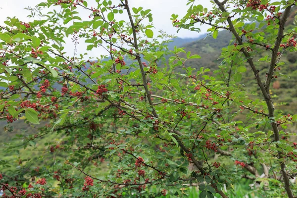 Sichuan Biberi Ağaçta Yetişir — Stok fotoğraf