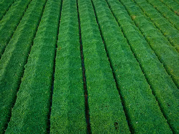庭の苦いメロン作物の空想的な眺め — ストック写真