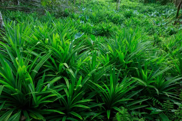 Pandan Leaves Grow Tropical Forest — Stock Photo, Image