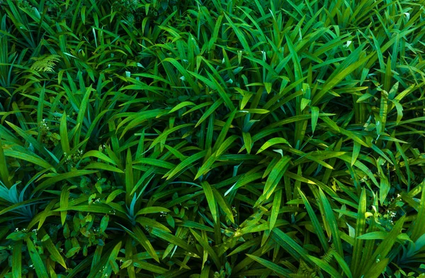Pandan Leaves Grow Tropical Forest — Stock Photo, Image