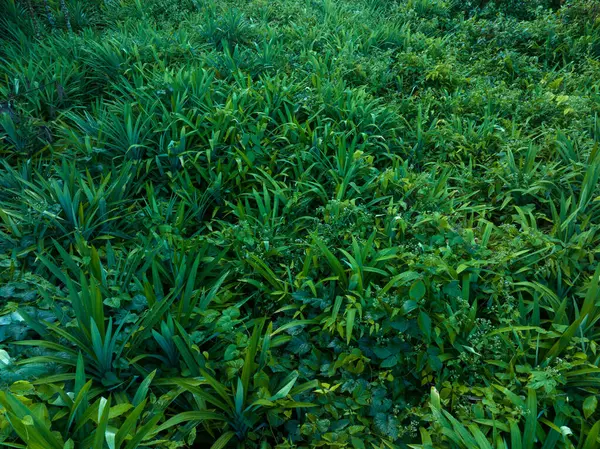 潘丹树叶生长在热带森林中 — 图库照片