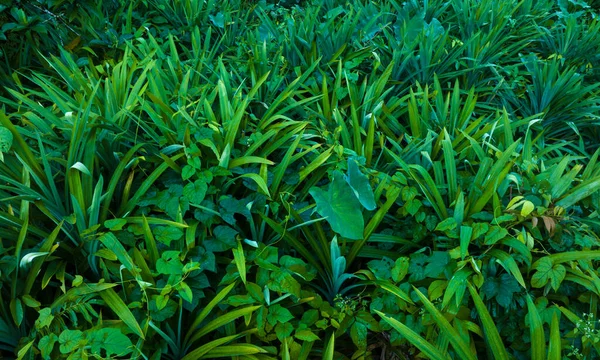 Панданские Листья Растут Тропических Лесах — стоковое фото