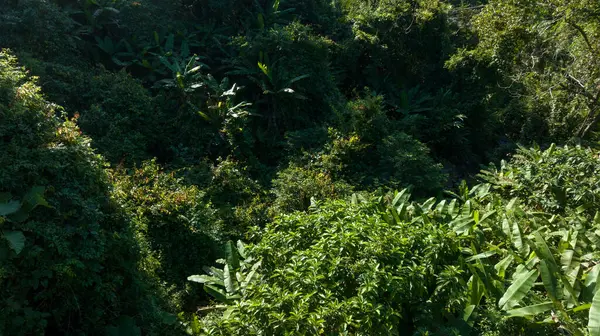 Letecký Pohled Krajinu Tropických Lesů — Stock fotografie