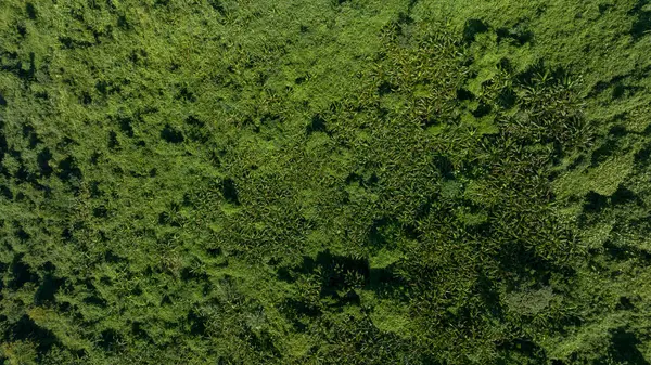 Tropik Orman Manzarasının Havadan Görünüşü — Stok fotoğraf