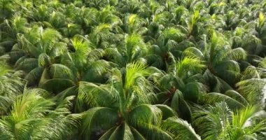 Bahçedeki palmiye yaprakları