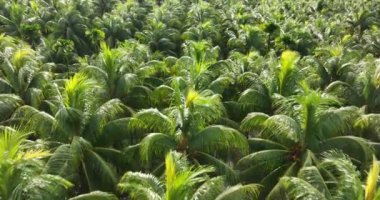 Bahçedeki palmiye yaprakları