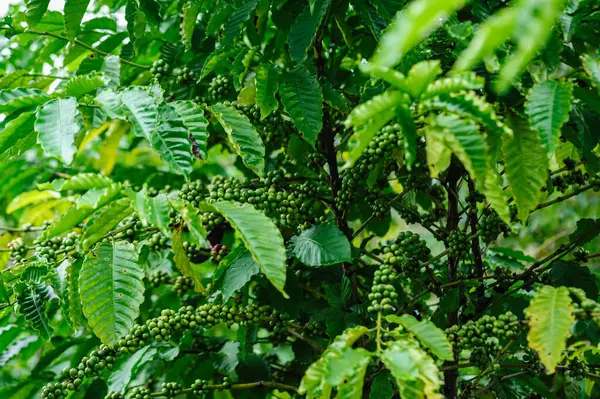 コーヒー豆の木に成長します — ストック写真