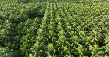 Bahçedeki palmiye yaprakları