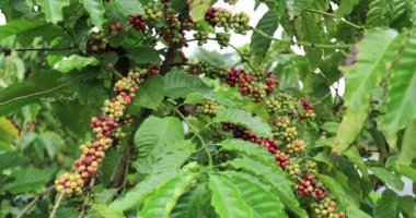 Kahve çiftliği, ağaçta taze kahve çekirdekleri.