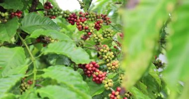 Kahve çiftliği, ağaçta taze kahve çekirdekleri.