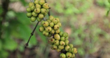 Kahve çiftliği, ağaçta taze kahve çekirdekleri.