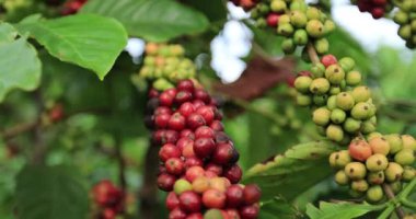 Kahve çiftliği, ağaçta taze kahve çekirdekleri.