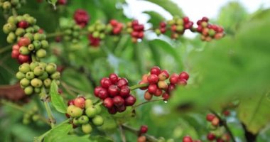 Kahve çiftliği, ağaçta taze kahve çekirdekleri.