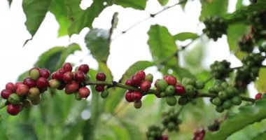 Kahve çiftliği, ağaçta taze kahve çekirdekleri.