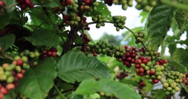 Kahve çiftliği, ağaçta taze kahve çekirdekleri.