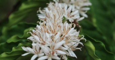 Bahçedeki güzel beyaz çiçekler