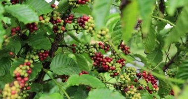 Kahve çiftliği, ağaçta taze kahve çekirdekleri.