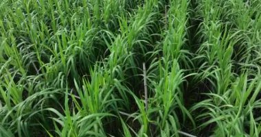 Büyüyen bitkilerle dolu şeker kamışı tarlası 