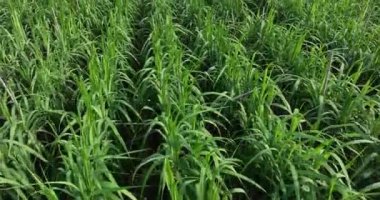 Büyüyen bitkilerle dolu şeker kamışı tarlası 