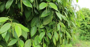 Bahçede yeşil yapraklar