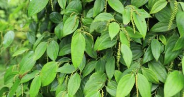 Bahçede yeşil yapraklar