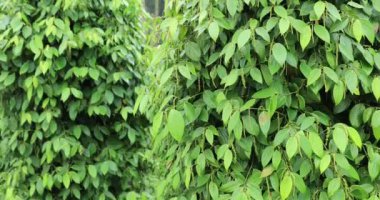 Bahçede yeşil yapraklar