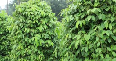 Bahçede yeşil yapraklar