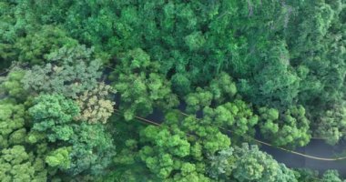 Yaz ormanındaki yeşil ağaçların havadan görünüşü