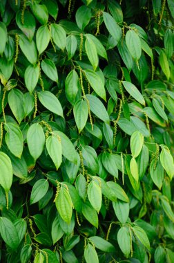 Bahçedeki ağaçta karabiber meyveleri yetişir.