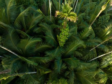 Tropikal ormanda palmiye ağaçları