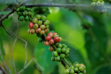 kahve çekirdekleri ağaç büyümek