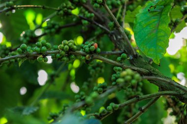 kahve çekirdekleri ağaç büyümek