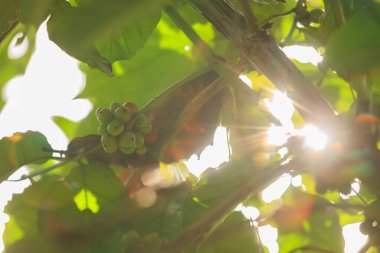 kahve çekirdekleri ağaç büyümek