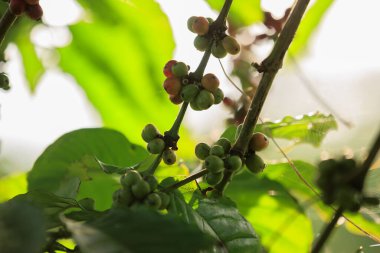 kahve çekirdekleri ağaç büyümek