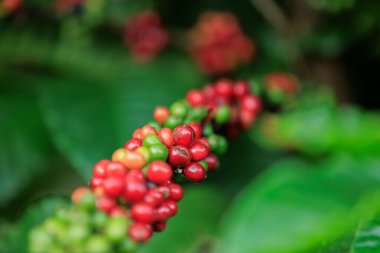 kahve çekirdekleri ağaç büyümek