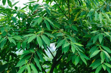 Litsea cubeba fruits grow on tree