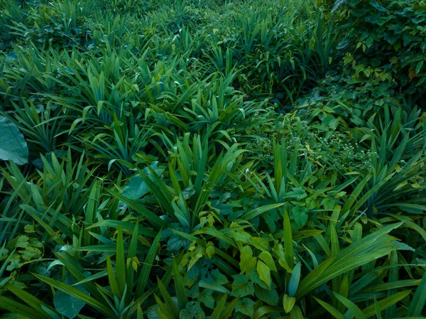 Pandské Listy Rostou Tropickém Lese — Stock fotografie