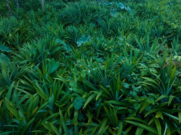 Pandské Listy Rostou Tropickém Lese — Stock fotografie