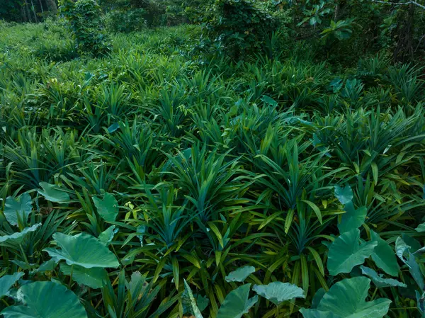 Folha Panamá Cresce Floresta Tropical — Fotografia de Stock