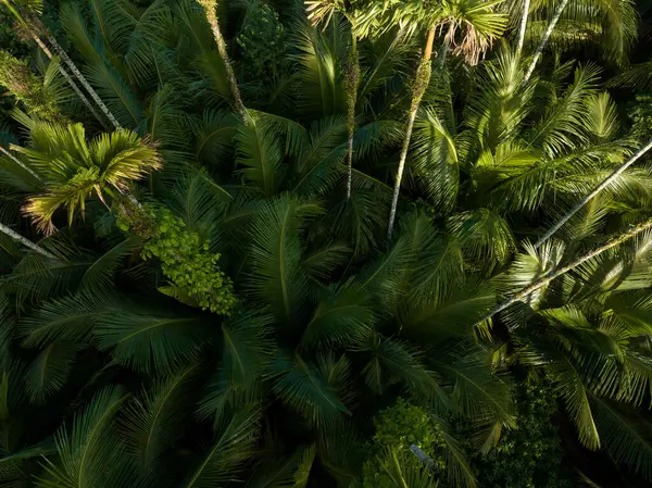 Tropikal Ormanda Palmiye Ağaçları — Stok fotoğraf