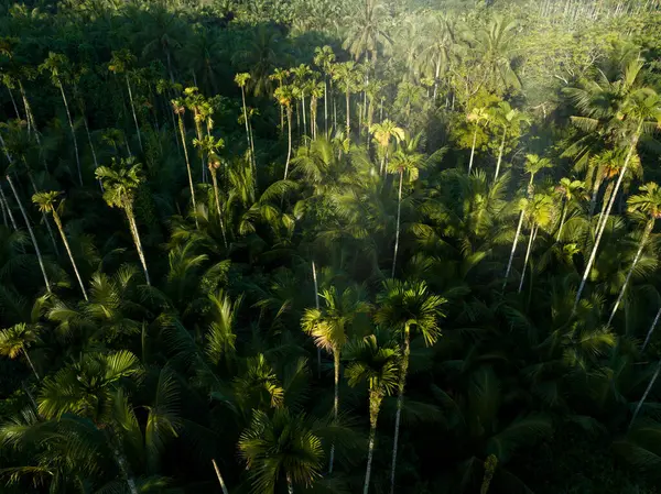 Palmen Tropischen Wald — Stockfoto
