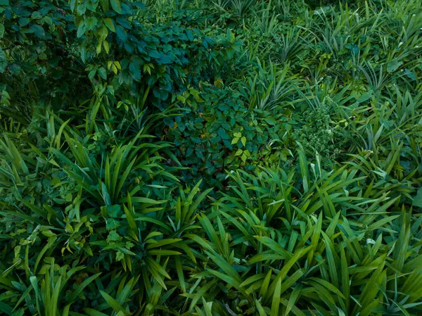 热带森林中的潘丹叶子生长 — 图库照片