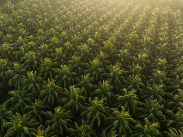 Aerial View Coconut Trees Farm Sunrise — Stock Photo, Image