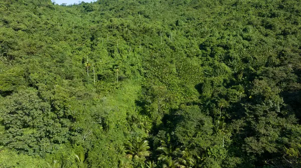 Vista Aérea Paisagem Florestal Tropical — Fotografia de Stock