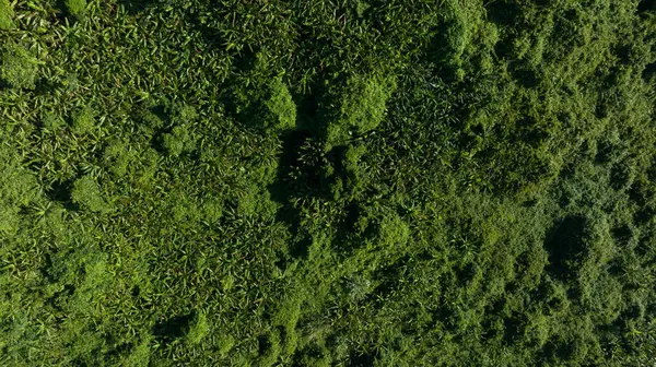 热带森林景观的空中景观 — 图库照片