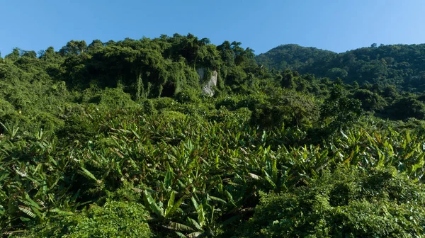 熱帯林景観の空中風景 — ストック写真